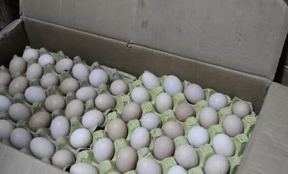 深山之蛋，嗨戰(zhàn)村淘年貨節(jié)！